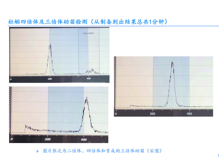 三个倍性图片.jpg